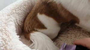 уход за длинношерстным чихуахуа/как расчёсывать собаку/missLili love