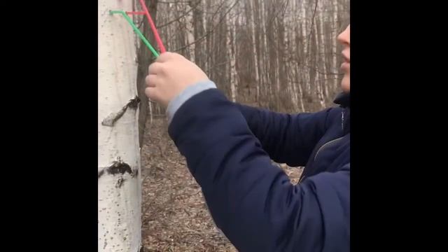 Рубрика «Даша До/Стала». Поем и добываем березовый сок смотреть онлайн