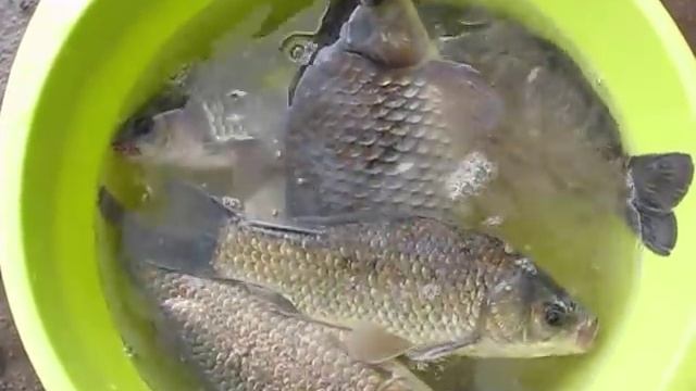 Зарыбляю пруд карасём и выживает 100% смотреть онлайн