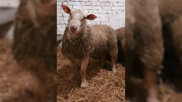 Разведение овец породы Шароле! Где взять баранов Шароле? Мясо-шерстная порода овец! Овцеводство смотреть онлайн