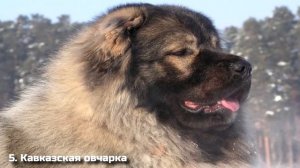 Самые Опасные Собаки в Мире / Топ 10