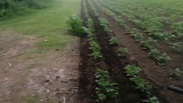 Второе окучивание картофеля мотоблоком Нева смотреть онлайн