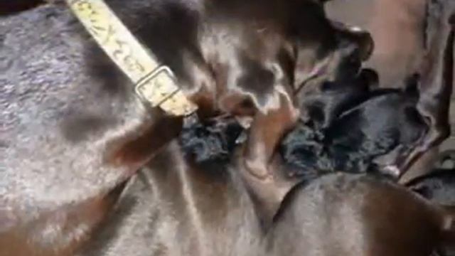 The Nursing Dogs of Justin Bartlett Animal Rescue смотреть онлайн