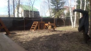 Обучение и дрессировка собак на защиту и охрану. Норматив ЗКС (кинолог Сергей Соболев)