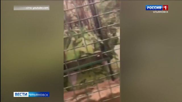 Контактный зоопарк смотреть онлайн