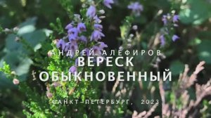 Вереск обыкновенный. Алефиров А.Н.