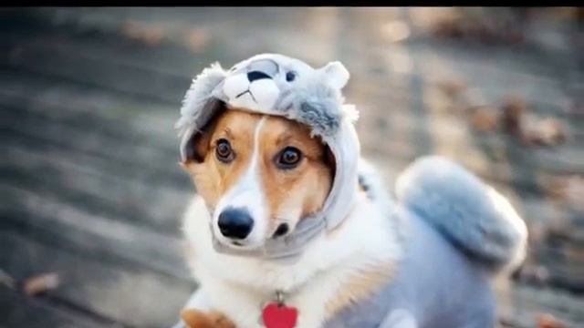 купить одежду для собак в нижнем новгороде смотреть онлайн