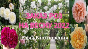 Большой заказ роз на весну 2022! Питомник Розы вдохновения!