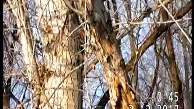 ПИЩУХА ОБЫКНОВЕННАЯ и МОСКОВКА(синица) рады солнышку смотреть онлайн