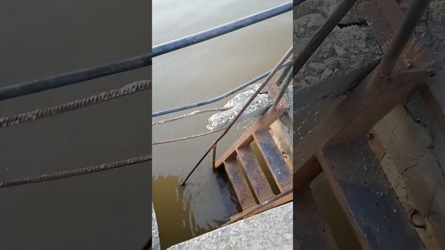 Уровень АМУРА ПОДНЯЛСЯ 20 в г Хабаровске смотреть онлайн