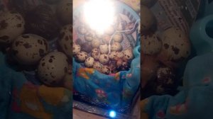 Инкубация,вылуп перепелов в коробке под лампочкой. Эксперемент удачный!!!