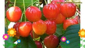Черешня гибридная Брянская розовая. Краткий обзор, описание prunus avium Brianskaia rozovaia