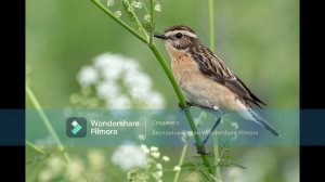 Пение птиц - Чекан луговой
