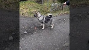 Щенок Элкхунда  первый раз увидел чужую собаку