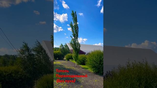 Тополь Пирамидальный - как он выглядит в 10 лет, Открыт Прием Заказов Осень 2023г #сеянцы #саженцы
