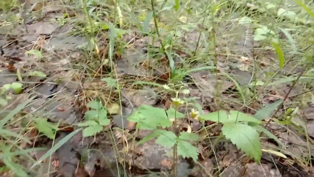 Лесная прогулка в июне. Подосиновики, лисички и лесная земляника смотреть онлайн