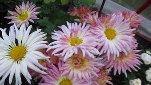 Корейская Хризантема - Белая ромашка.