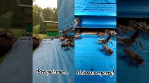 Воровство на пасеке