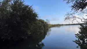 Национальный парк Эверглейдс и его Аллигаторы.