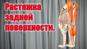 Упражнение на Растяжку задней поверхности бедра.