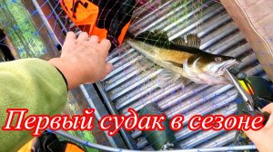 Поймала первого судака в сезоне. Радости не было предела.