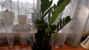 Уход за долларовым деревом( Замеокулькосом)