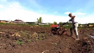 Как быстро окучить и прополоть картофель в огороде Бажениты