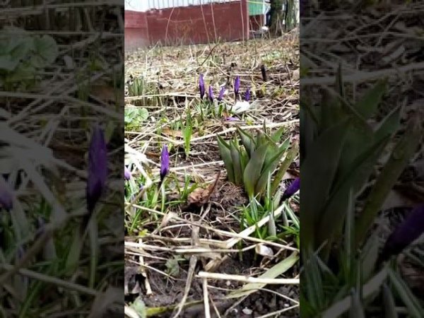 Весна. Крокусы цветут #flower #spring