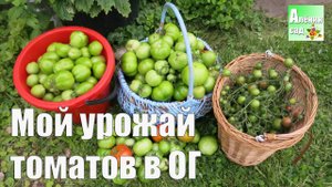 Мой урожай помидор в открытом грунте / ПРОСТО вырастим ПОМИДОРЫ. 4. Сбор урожая томатов