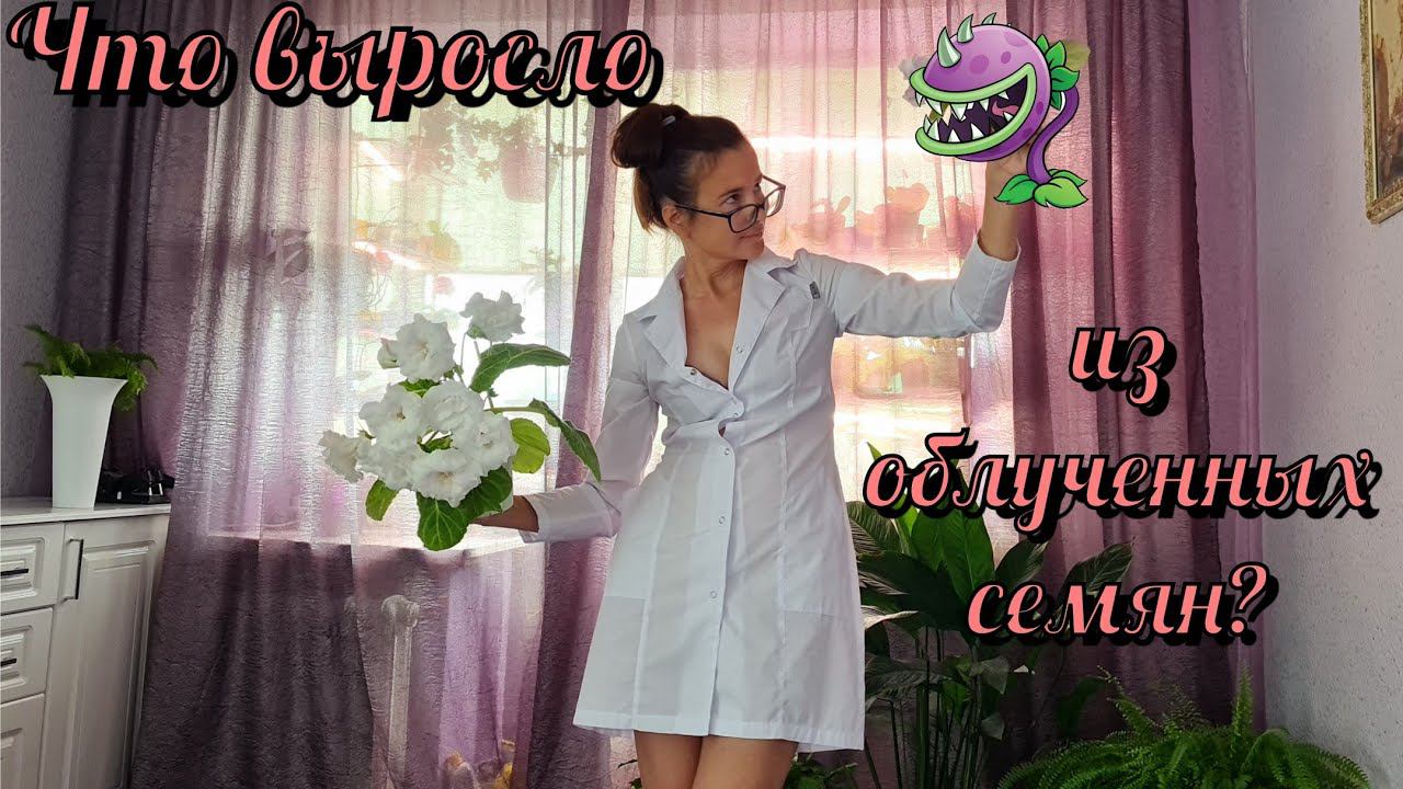 Что стало с семенами облучёнными в подвале медсанчасти 126 города Припять? Селекция растений.