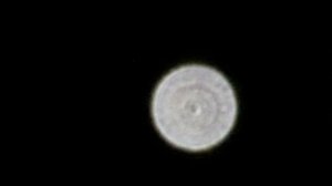 Venus focused/unfocused video (Panasonic FZ82)