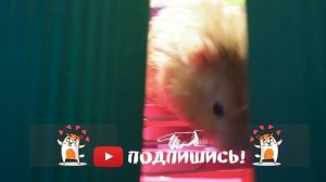 Полоса препятствий для хомяков с ловушками.  Лабиринт для хомяков.