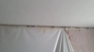 Мыши на натяжном потолке