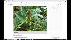 РЕЙТИНГ ЯДОВ | ЯДОВИТЫЕ РАСТЕНИЯ И ГРИБЫ | РАСТИТЕЛЬНЫЕ ЯДЫ