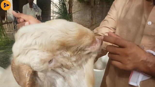 Why Gulabi Goat Worth In Millions #Gulabi_Goat #narejogoatfarm смотреть онлайн