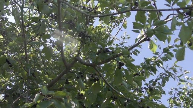 20180530 Наша дача  Черешня и три пахаря смотреть онлайн