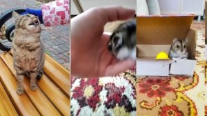 как достать хомяка под КРОВАТЬЮ?