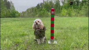 Той-пудель Дара. Граница на замке. Тольятти, 28 мая 2023.