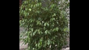 Стрижка Фикуса Бенджамина для формирования кроны.