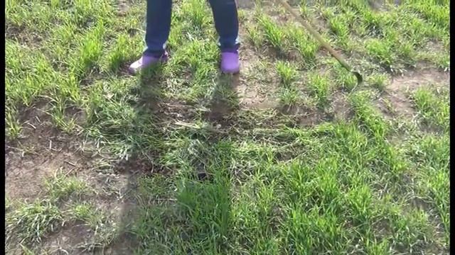 Подготовка почвы для посадки картошки после срезания сидерата -рожь