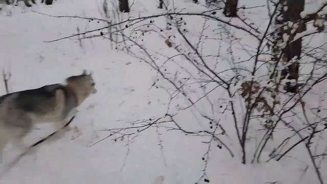 Бегом с хаски..Running with husky🐺🤪 смотреть онлайн