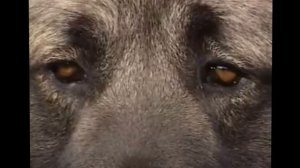 Pitbull vs. Caucasian Ovcharka