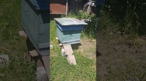 Улий развивается пчелы работают