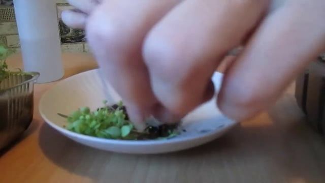 Петуния. Густые всходы? Нет проблем!