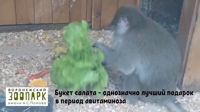 букет смотреть онлайн