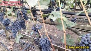 Санджовезе - технический сорт среднего срока созревания.