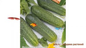 Огурец обыкновенный Дамский угодник F1 ? обзор: как сажать, семена огурца Дамский угодник F1