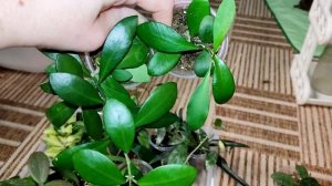 Цветочные полочки (2часть)