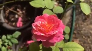 Rose - Claude Monet (David Austin rose)