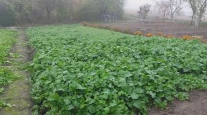 ГОРЧИЦА УЖЕ ПО ПОЯС РЕШИЛИ КОСИТЬ .  ЧАСТЬ.1-Я.